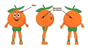 Эскиз ростовая кукла апельсин, костюм апельсина