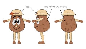 Эскиз ростовой куклы картошка, костюма картофеля