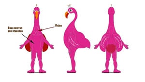 Эскиз ростовой куклы фламинго, костюма фламинго
